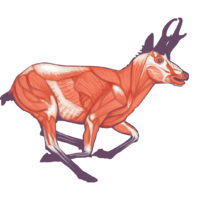 Pronghorn Anatomy