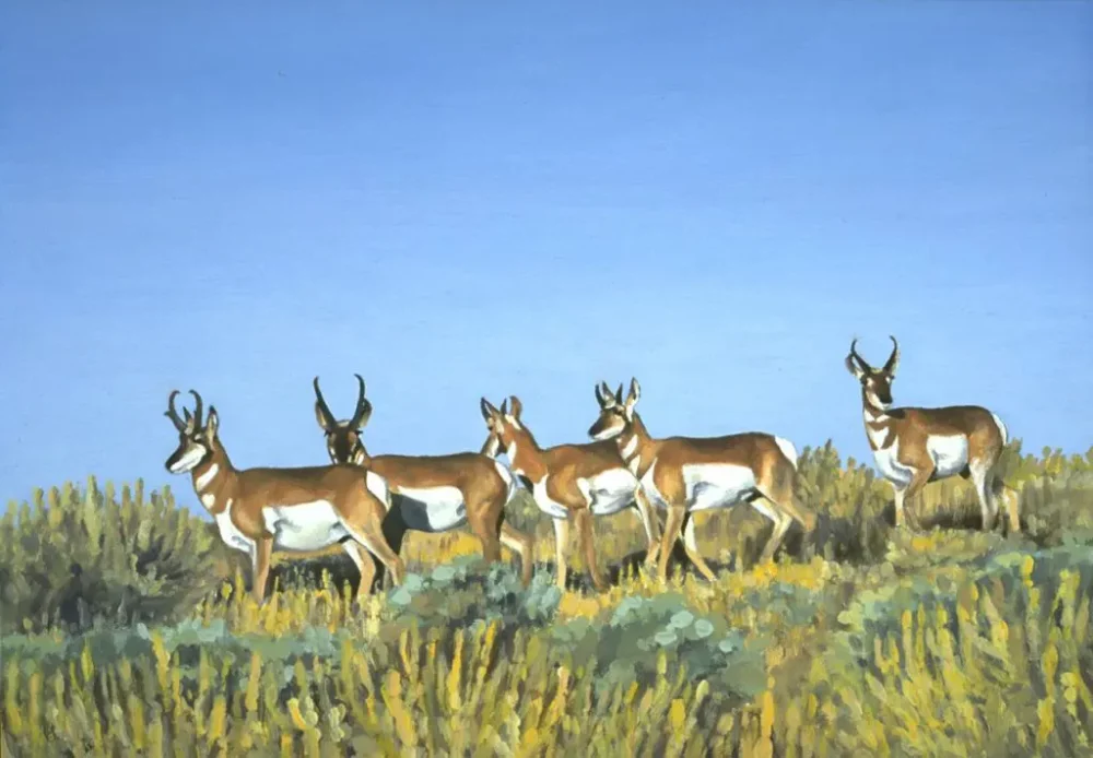 Hart Mountain Antelope