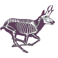 Pronghorn Anatomy