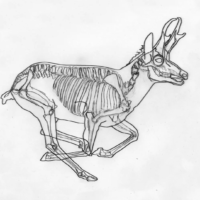 Pronghorn Anatomy