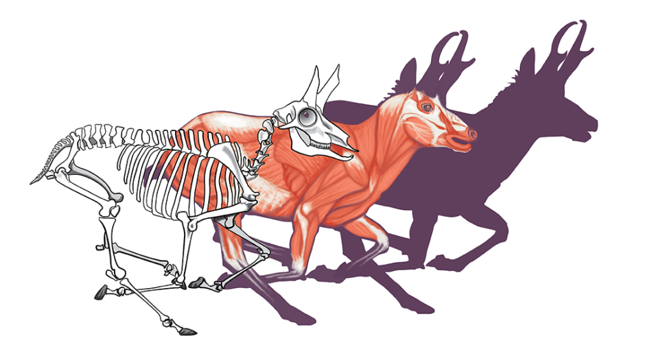 Pronghorn Anatomy